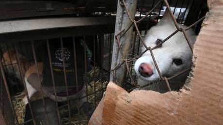  Closure of a dog farm by the Humane Society International (HSI) in Namyangju near Seoul, South Korea, November 28, 2017.