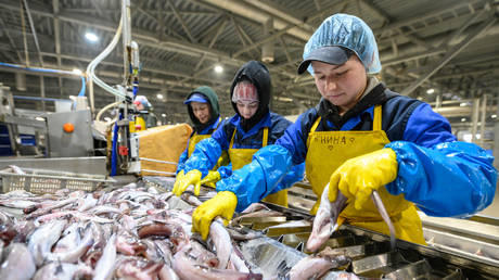 Russlands Meeresfrüchteexporte steigen rasant – RT Business News