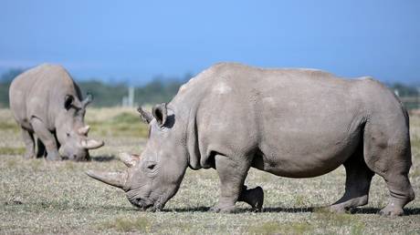 Ученые зафиксировали первую в мире беременность носорога in vitro — RT Africa