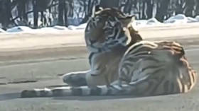 Rare Tiger blocks Russian road (VIDEO)