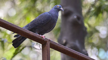 Detained pigeon released, after getting clearance from Police dept, at BSPCA, on January 30, 2024 in Mumbai, India