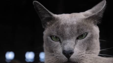Wissenschaftler schließen 13-jährige Studie über das Sexualleben von Katzen ab – RT Russland und die ehemalige Sowjetunion