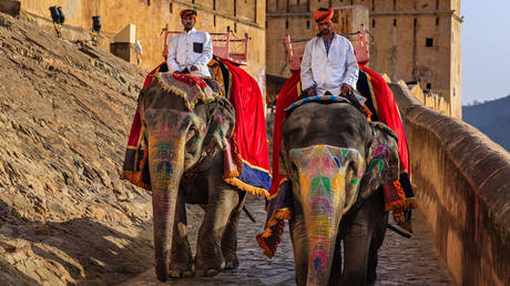 Elephants at Amer Fort (also known as Amber Fort) in Rajasthan, India