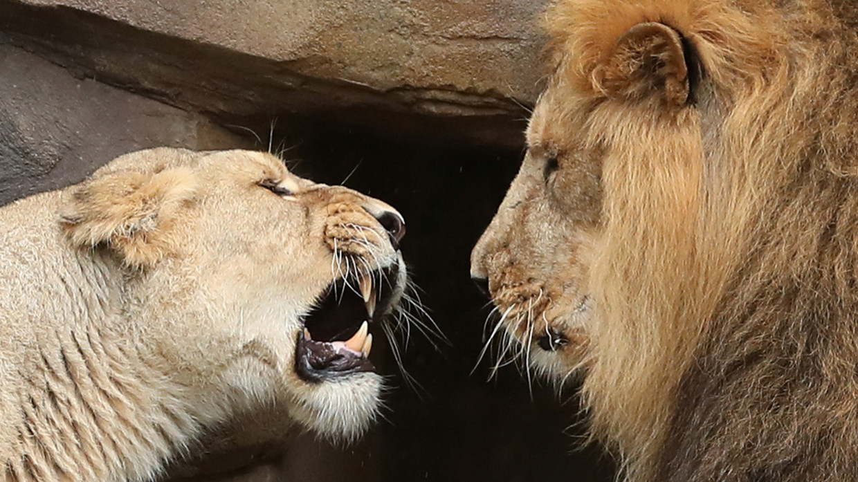 An Asiatic lioness snarls at an Asiatic lion during a photocall at the ZSL London Zoo in London on August 9, 2018, ahead of World Lion Day.