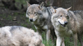 Chernobyl wolves have anti-cancer genome – study