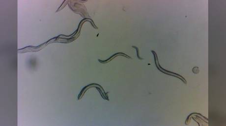 Scientists discover Chernobyl ‘super worms’