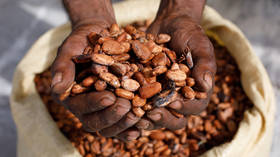 Cocoa giants scaling back production – Reuters