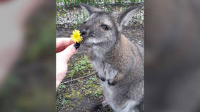 Ukrainian bombing kills beloved kangaroo