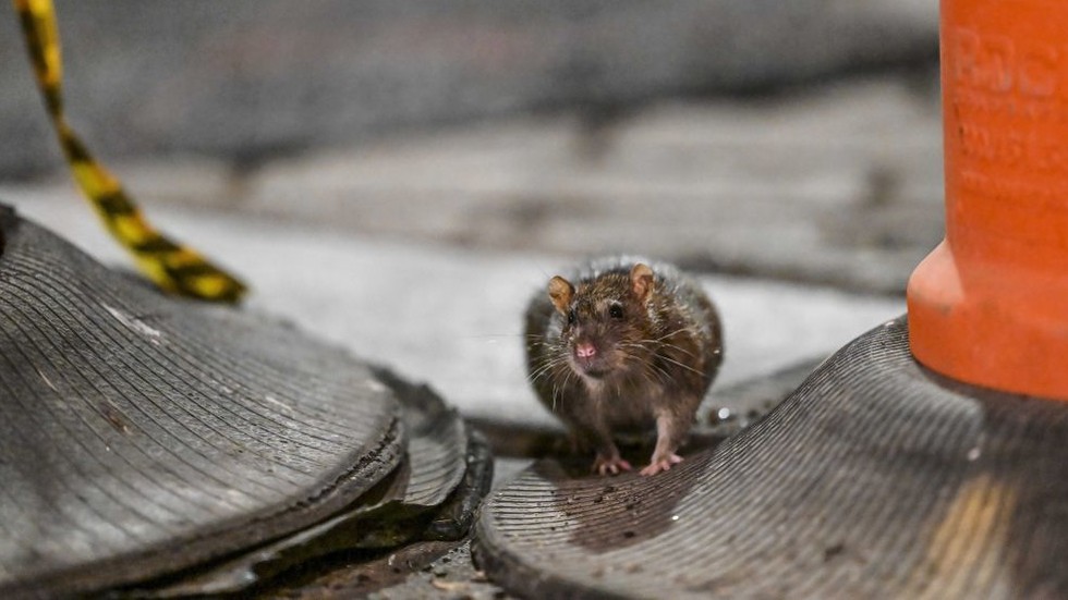 New York faces major rat urine problem 