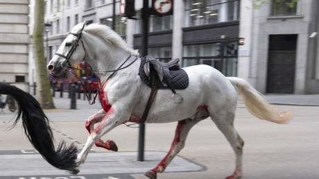 Blood-covered horses run amok in central London (VIDEO)