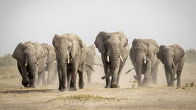 Botswana threatens to ‘deport’ 20,000 elephants to Germany