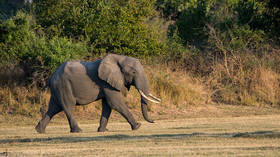 US tourist killed in attack by elephant (VIDEO)