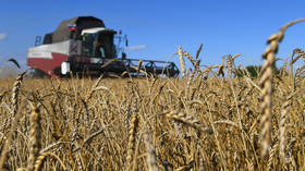 Russia surpassing EU in wheat supplies to North Africa – report