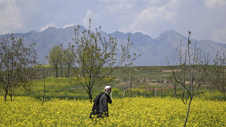 A Kashmiri farmer walks across a mustard field on the outskirts of Srinagar on April 7, 2024.