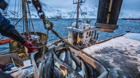EU facing cod shortage due to Russia sanctions – industry leaders