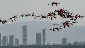 Emirates flight kills dozens of flamingos in Indian financial hub