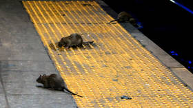 New York mayor announces rat summit