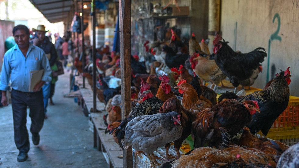 الإبلاغ عن أول حالة وفاة بفيروس أنفلونزا الطيور H5N2 – RT World News