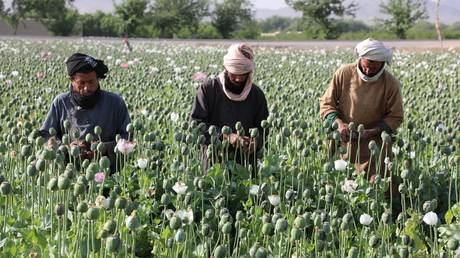 FILE PHOTO: Afghan workers in a Kandahar poppy field in April 2022.