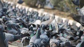 German town votes to kill all pigeons
