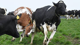 EU state to tax cow farts