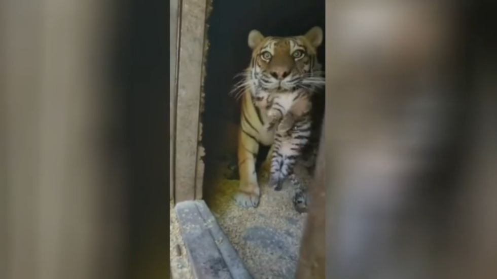 Rare Siberian tiger shows off new cubs (VIDEO)