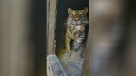 Siberian zoo births eight tiger cubs in one day (VIDEO)