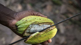 African state facing cocoa crisis