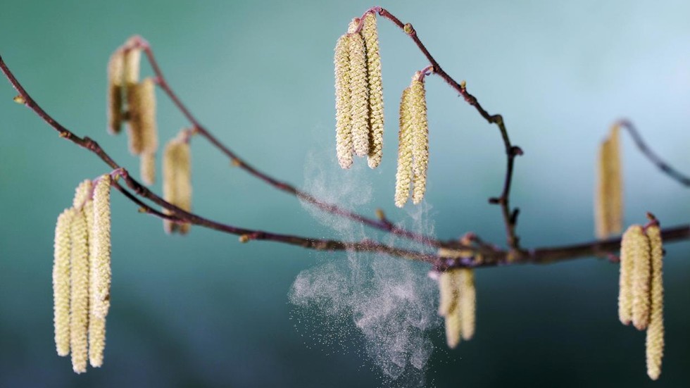 Russia to test novel allergy treatment