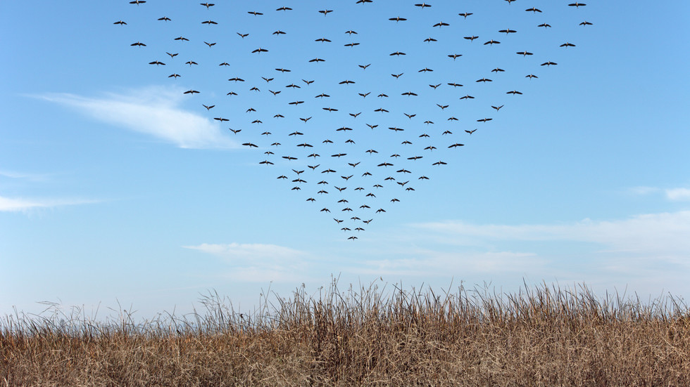 Des avions de combat de l’OTAN ont pourchassé une volée d’oiseaux – médias