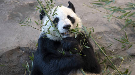 EU Zoo Facing Financial Difficulties Decides to Send Back Chinese Pandas