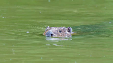 EU country announces conflict with beavers