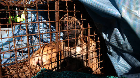 South Korea introduces new strategy for dog meat producers