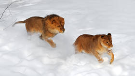 African lions romp in unexpected snowfall (VIDEO)