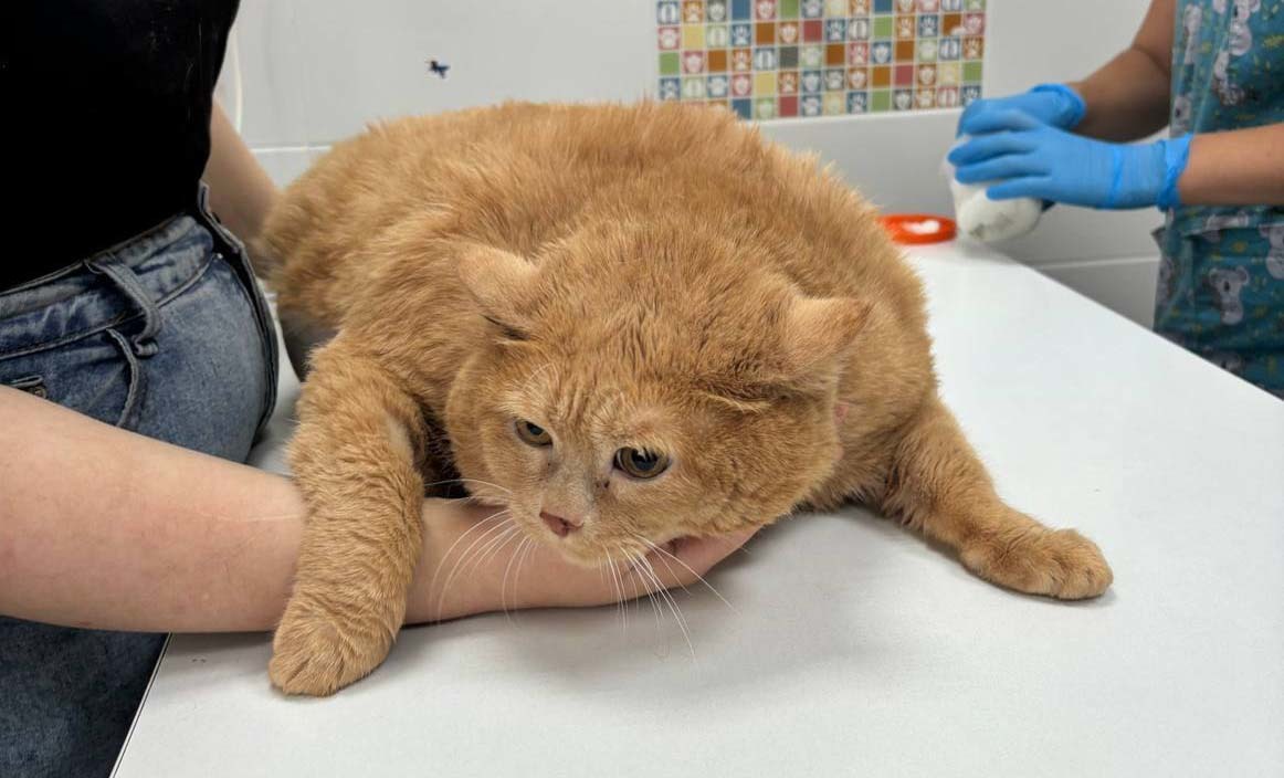 Morre o gato mais gordo do mundo (FOTOS)