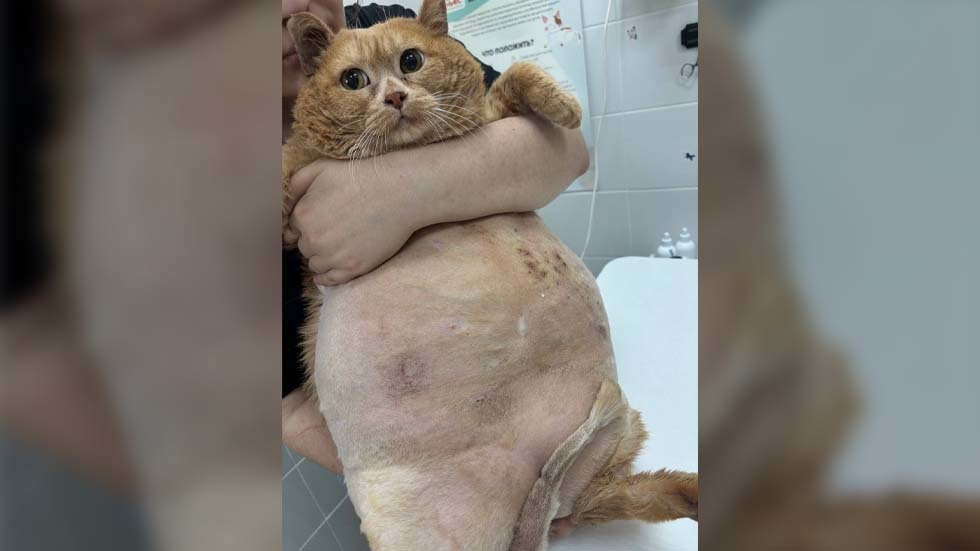 World’s fattest cat dies (PHOTOS)