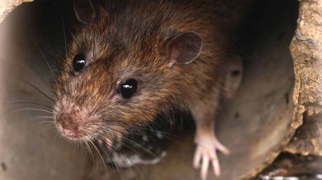 New York aims to control rat population through birth control measures