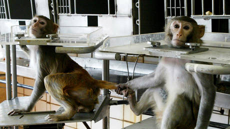 40 monkeys flee medical lab in US