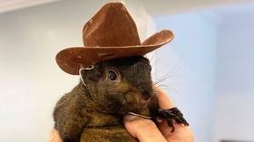 Euthanized Peanut the Squirrel tests negative for rabies