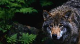 EU’s von der Leyen takes bite at wolves