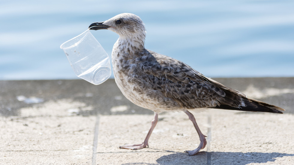 https://www.rt.com/information/614219-plastic-pollution-alzheimers-seabirds-study/Discarded plastic causes Alzheimer’s-like injury in seabirds – research