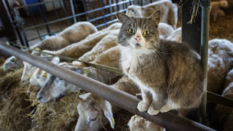 Sputnik V creator warns of global ‘cat flu’ pandemic