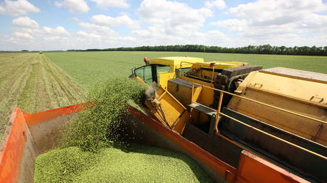 Russia boosting Africa support with new food shipments – media
