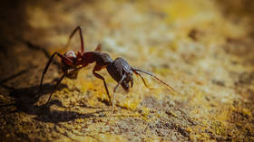 Rare-ant smugglers sentenced in African state