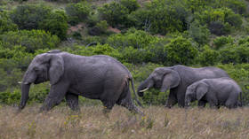 South Africa moves dozens of elephants in conservation milestone