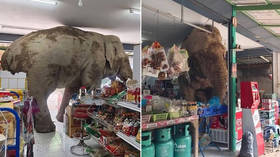 WATCH wild elephant visit Thai grocery store