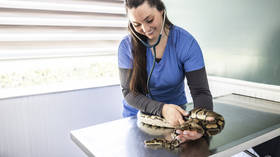 Python rescued from electric fence in South Africa (PHOTOS, VIDEO)
