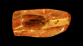 Russian miners find 40-million-year-old cockroach (VIDEO)