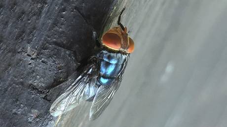 US to drop billions of flies on Mexico and Texas – AP