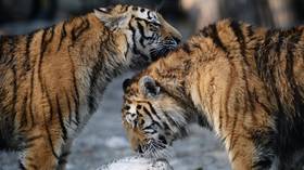Putin-backed effort saves Siberian tiger from extinction